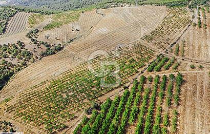 15 Dönüm Yatırımlık Ceviz Bahçesi Gördes / Manisa