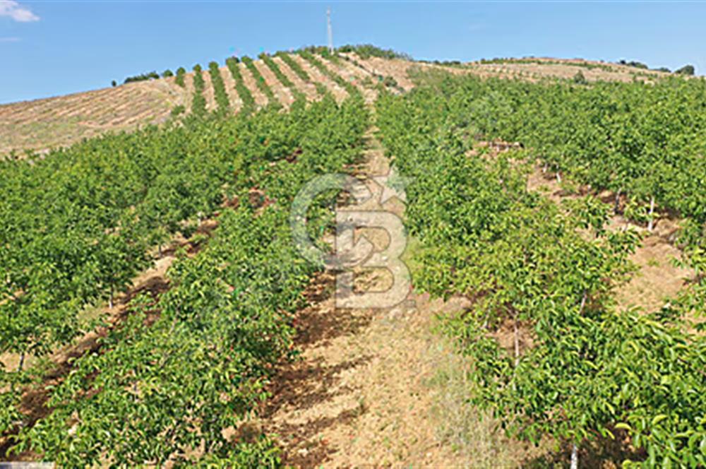 15 Dönüm Yatırımlık Ceviz Bahçesi Gördes / Manisa