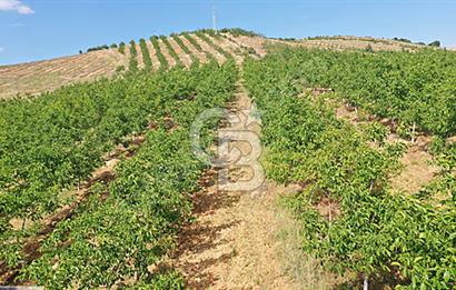 15 Dönüm Yatırımlık Ceviz Bahçesi Gördes / Manisa