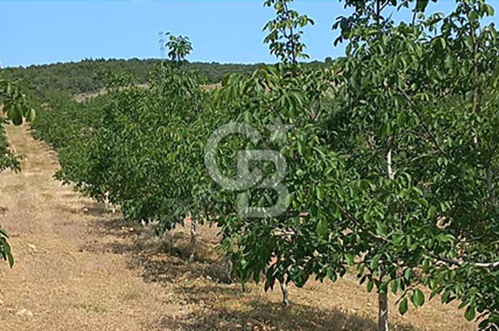 15 Dönüm Yatırımlık Ceviz Bahçesi Gördes / Manisa