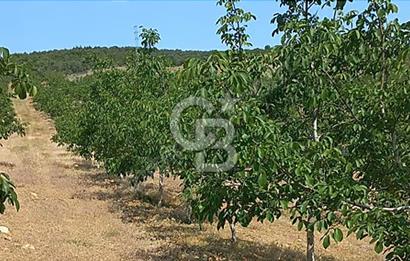 15 Dönüm Yatırımlık Ceviz Bahçesi Gördes / Manisa