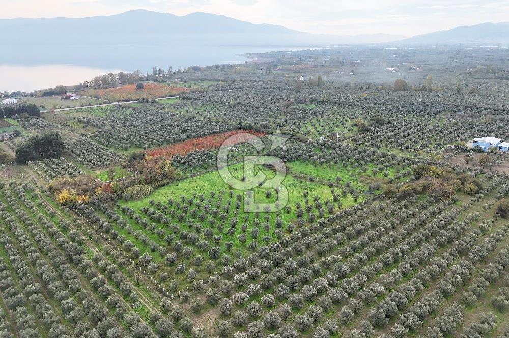 BURSA ORHANGAZİ ÜREĞİL'DE 20.221 M² SATILIK TARLA (ZEYTİNLİK) 