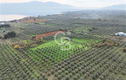 BURSA ORHANGAZİ ÜREĞİL'DE 20.221 M² SATILIK TARLA (ZEYTİNLİK) 