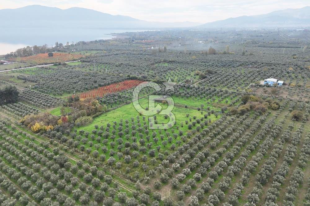 BURSA ORHANGAZİ ÜREĞİL'DE 20.221 M² SATILIK TARLA (ZEYTİNLİK) 