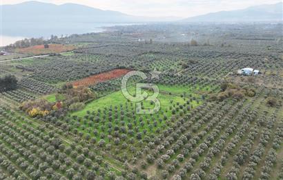BURSA ORHANGAZİ ÜREĞİL'DE 20.221 M² SATILIK TARLA (ZEYTİNLİK) 