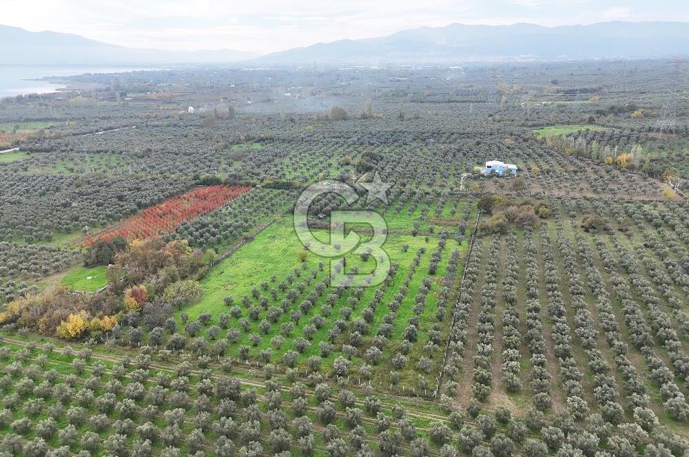 BURSA ORHANGAZİ ÜREĞİL'DE 20.221 M² SATILIK TARLA (ZEYTİNLİK) 