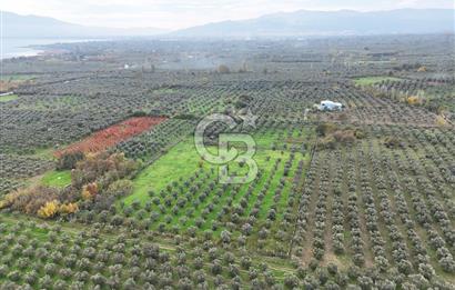BURSA ORHANGAZİ ÜREĞİL'DE 20.221 M² SATILIK TARLA (ZEYTİNLİK) 