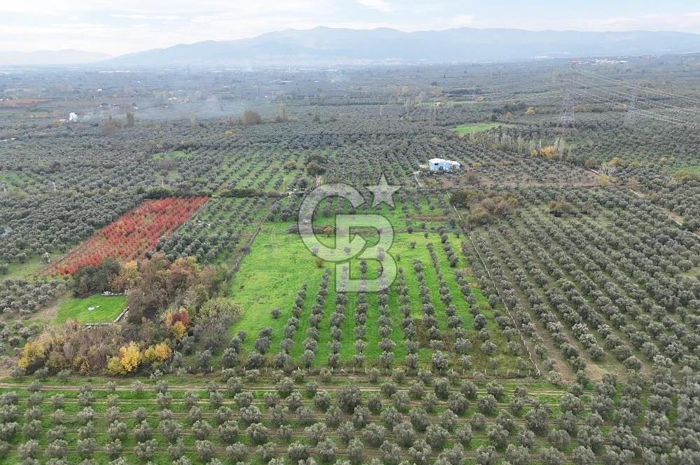 BURSA ORHANGAZİ ÜREĞİL'DE 20.221 M² SATILIK TARLA (ZEYTİNLİK) 