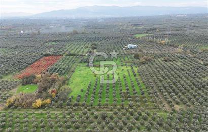 BURSA ORHANGAZİ ÜREĞİL'DE 20.221 M² SATILIK TARLA (ZEYTİNLİK) 