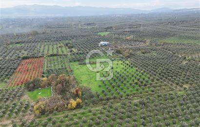 BURSA ORHANGAZİ ÜREĞİL'DE 20.221 M² SATILIK TARLA (ZEYTİNLİK) 