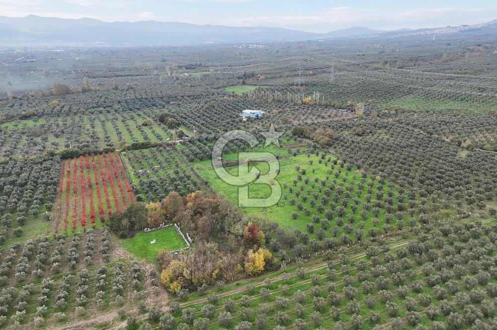 BURSA ORHANGAZİ ÜREĞİL'DE 20.221 M² SATILIK TARLA (ZEYTİNLİK) 