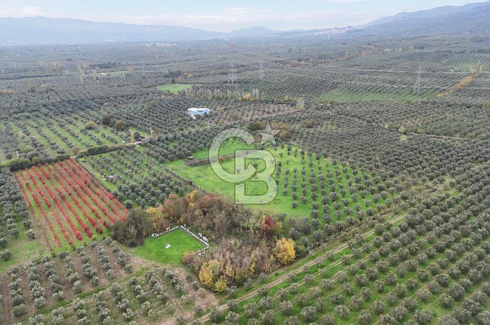 BURSA ORHANGAZİ ÜREĞİL'DE 20.221 M² SATILIK TARLA (ZEYTİNLİK) 