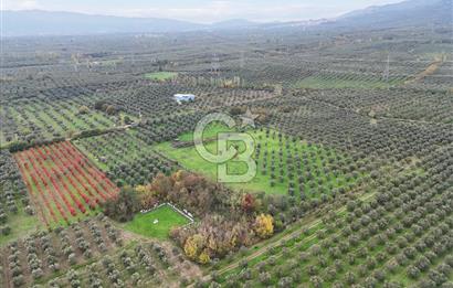 BURSA ORHANGAZİ ÜREĞİL'DE 20.221 M² SATILIK TARLA (ZEYTİNLİK) 