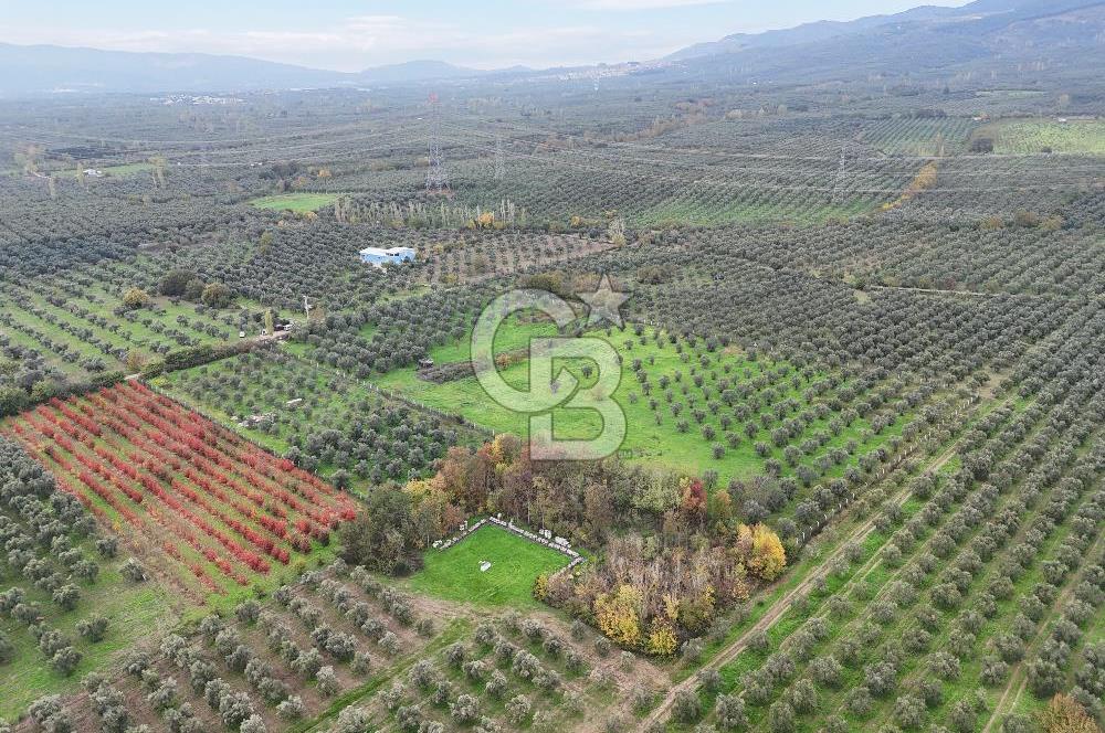 BURSA ORHANGAZİ ÜREĞİL'DE 20.221 M² SATILIK TARLA (ZEYTİNLİK) 