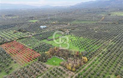 BURSA ORHANGAZİ ÜREĞİL'DE 20.221 M² SATILIK TARLA (ZEYTİNLİK) 
