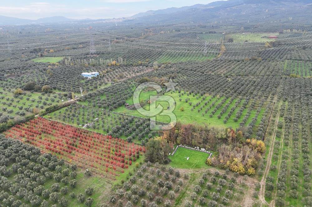 BURSA ORHANGAZİ ÜREĞİL'DE 20.221 M² SATILIK TARLA (ZEYTİNLİK) 
