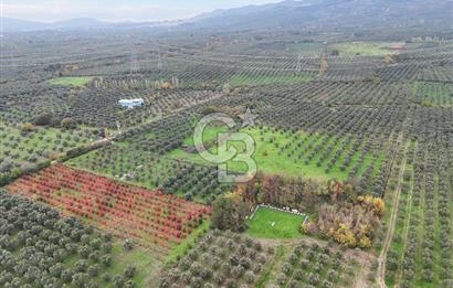BURSA ORHANGAZİ ÜREĞİL'DE 20.221 M² SATILIK TARLA (ZEYTİNLİK) 