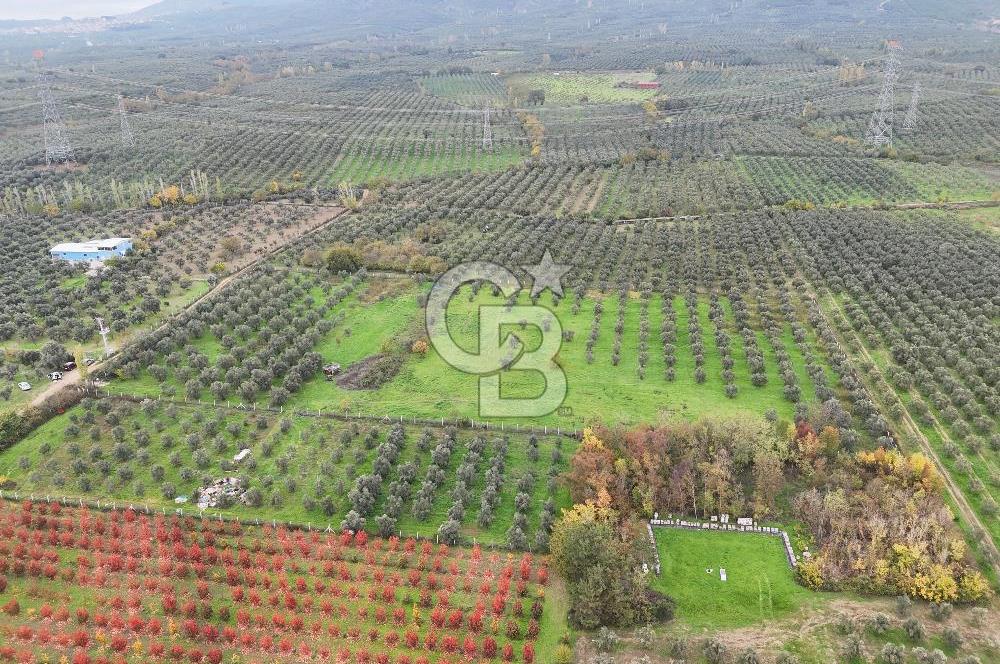 BURSA ORHANGAZİ ÜREĞİL'DE 20.221 M² SATILIK TARLA (ZEYTİNLİK) 