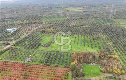 BURSA ORHANGAZİ ÜREĞİL'DE 20.221 M² SATILIK TARLA (ZEYTİNLİK) 