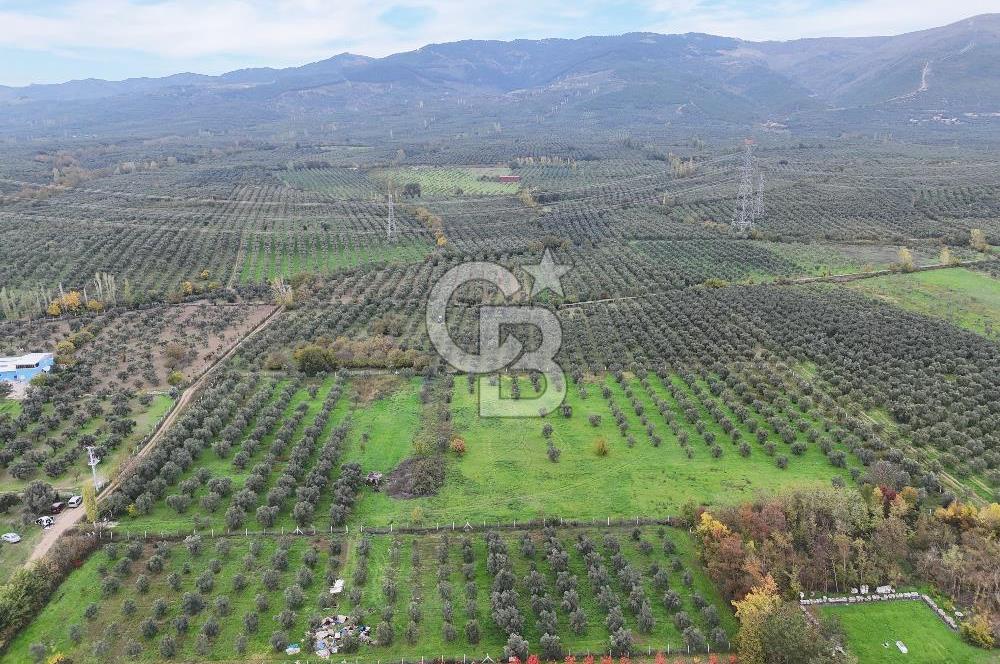 BURSA ORHANGAZİ ÜREĞİL'DE 20.221 M² SATILIK TARLA (ZEYTİNLİK) 