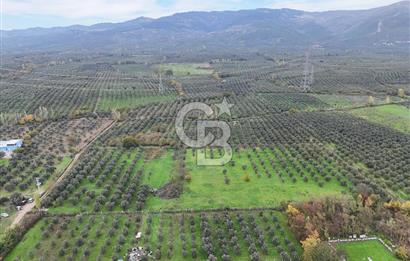 BURSA ORHANGAZİ ÜREĞİL'DE 20.221 M² SATILIK TARLA (ZEYTİNLİK) 