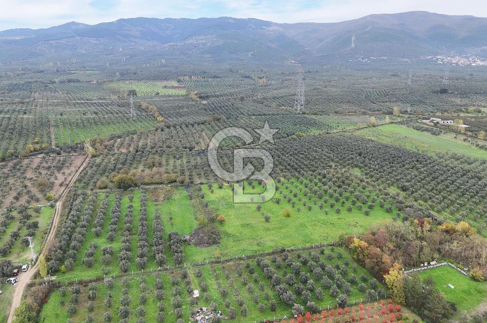 BURSA ORHANGAZİ ÜREĞİL'DE 20.221 M² SATILIK TARLA (ZEYTİNLİK) 