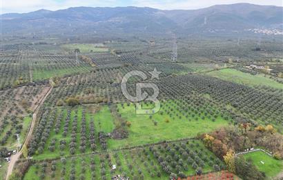 BURSA ORHANGAZİ ÜREĞİL'DE 20.221 M² SATILIK TARLA (ZEYTİNLİK) 