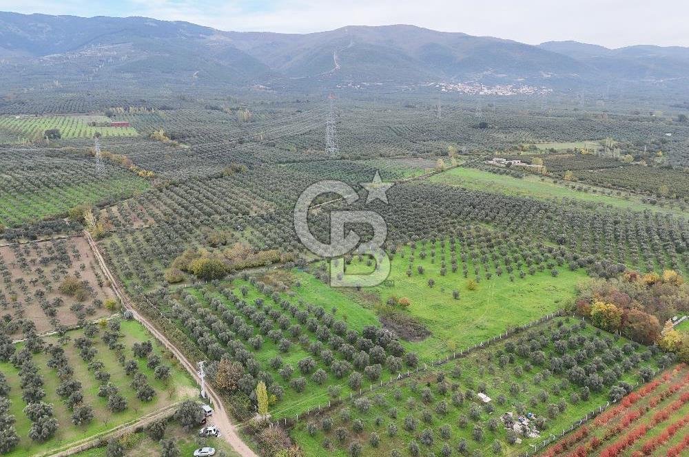 BURSA ORHANGAZİ ÜREĞİL'DE 20.221 M² SATILIK TARLA (ZEYTİNLİK) 