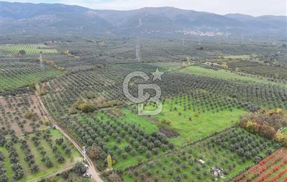 BURSA ORHANGAZİ ÜREĞİL'DE 20.221 M² SATILIK TARLA (ZEYTİNLİK) 