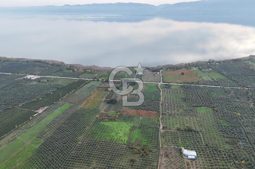 BURSA ORHANGAZİ ÜREĞİL'DE 20.221 M² SATILIK TARLA (ZEYTİNLİK) 