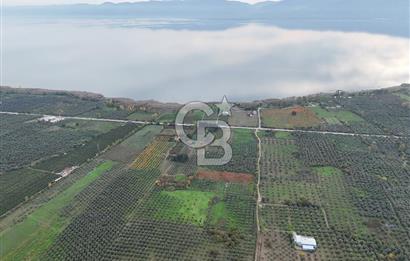 BURSA ORHANGAZİ ÜREĞİL'DE 20.221 M² SATILIK TARLA (ZEYTİNLİK) 