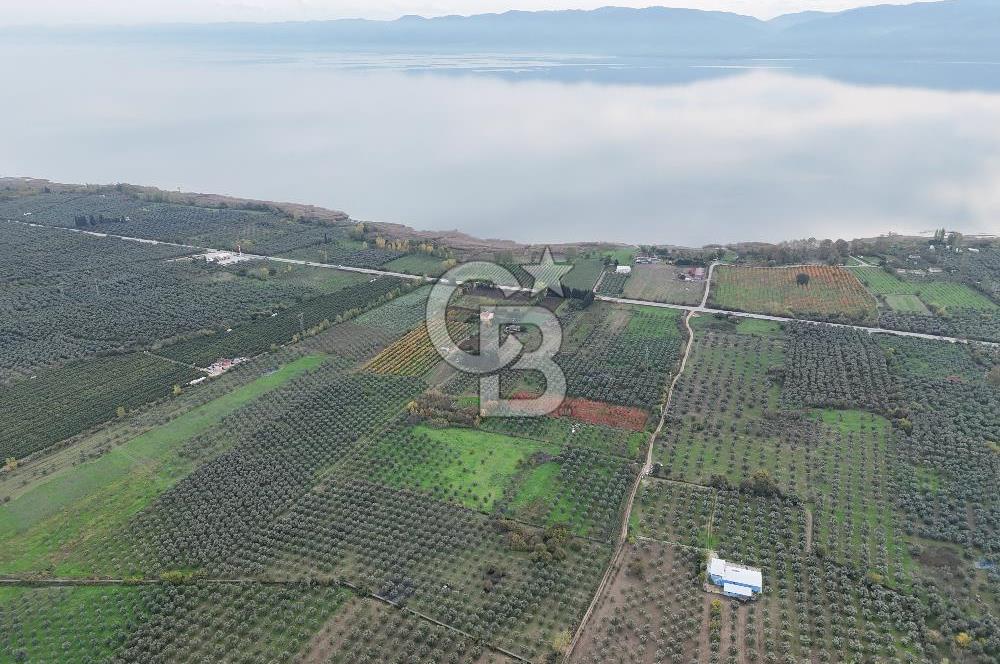 BURSA ORHANGAZİ ÜREĞİL'DE 20.221 M² SATILIK TARLA (ZEYTİNLİK) 