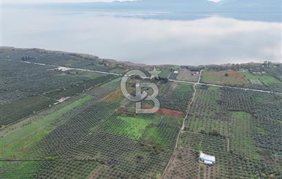 BURSA ORHANGAZİ ÜREĞİL'DE 20.221 M² SATILIK TARLA (ZEYTİNLİK) 