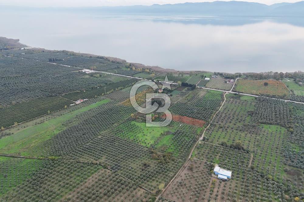 BURSA ORHANGAZİ ÜREĞİL'DE 20.221 M² SATILIK TARLA (ZEYTİNLİK) 