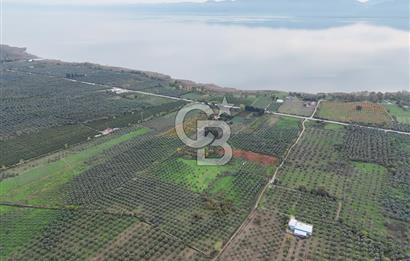 BURSA ORHANGAZİ ÜREĞİL'DE 20.221 M² SATILIK TARLA (ZEYTİNLİK) 