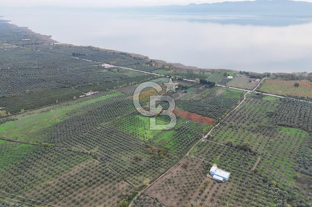 BURSA ORHANGAZİ ÜREĞİL'DE 20.221 M² SATILIK TARLA (ZEYTİNLİK) 
