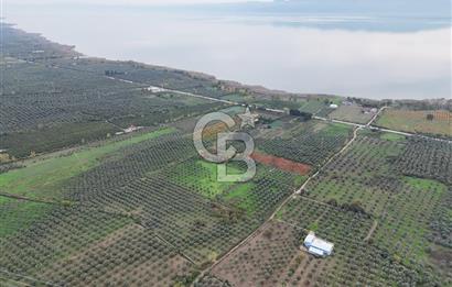 BURSA ORHANGAZİ ÜREĞİL'DE 20.221 M² SATILIK TARLA (ZEYTİNLİK) 