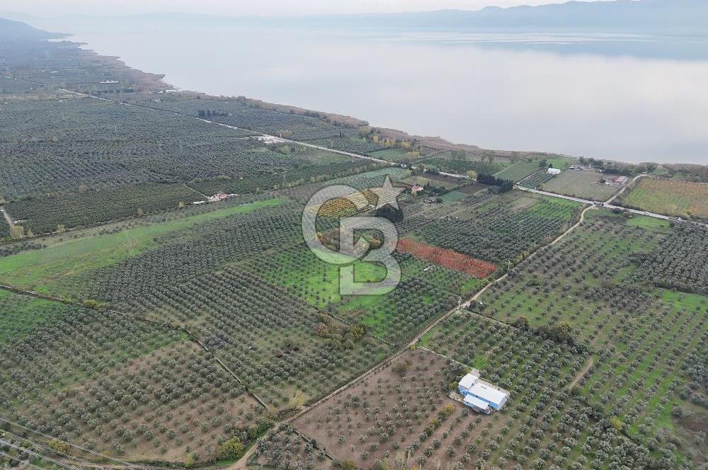 BURSA ORHANGAZİ ÜREĞİL'DE 20.221 M² SATILIK TARLA (ZEYTİNLİK) 