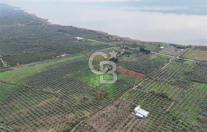 BURSA ORHANGAZİ ÜREĞİL'DE 20.221 M² SATILIK TARLA (ZEYTİNLİK) 