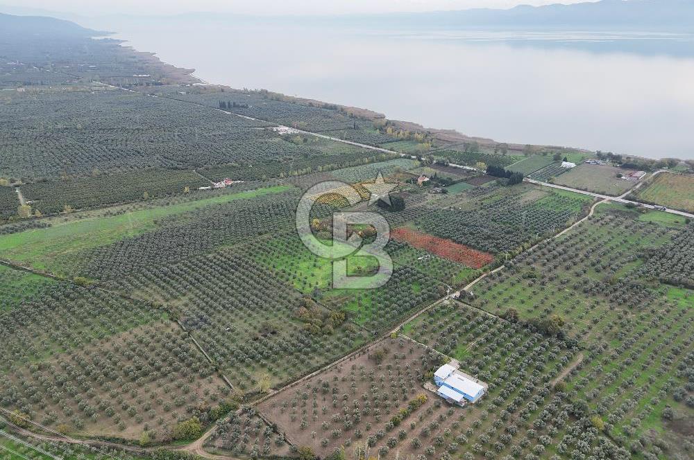 BURSA ORHANGAZİ ÜREĞİL'DE 20.221 M² SATILIK TARLA (ZEYTİNLİK) 