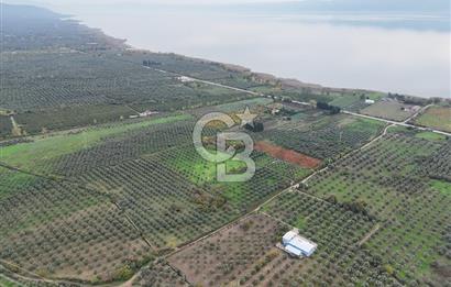 BURSA ORHANGAZİ ÜREĞİL'DE 20.221 M² SATILIK TARLA (ZEYTİNLİK) 