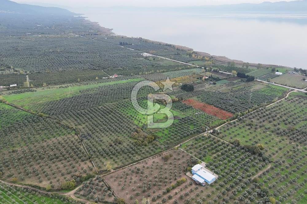 BURSA ORHANGAZİ ÜREĞİL'DE 20.221 M² SATILIK TARLA (ZEYTİNLİK) 