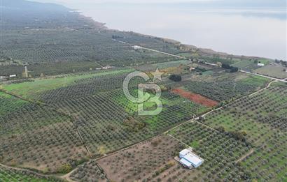 BURSA ORHANGAZİ ÜREĞİL'DE 20.221 M² SATILIK TARLA (ZEYTİNLİK) 