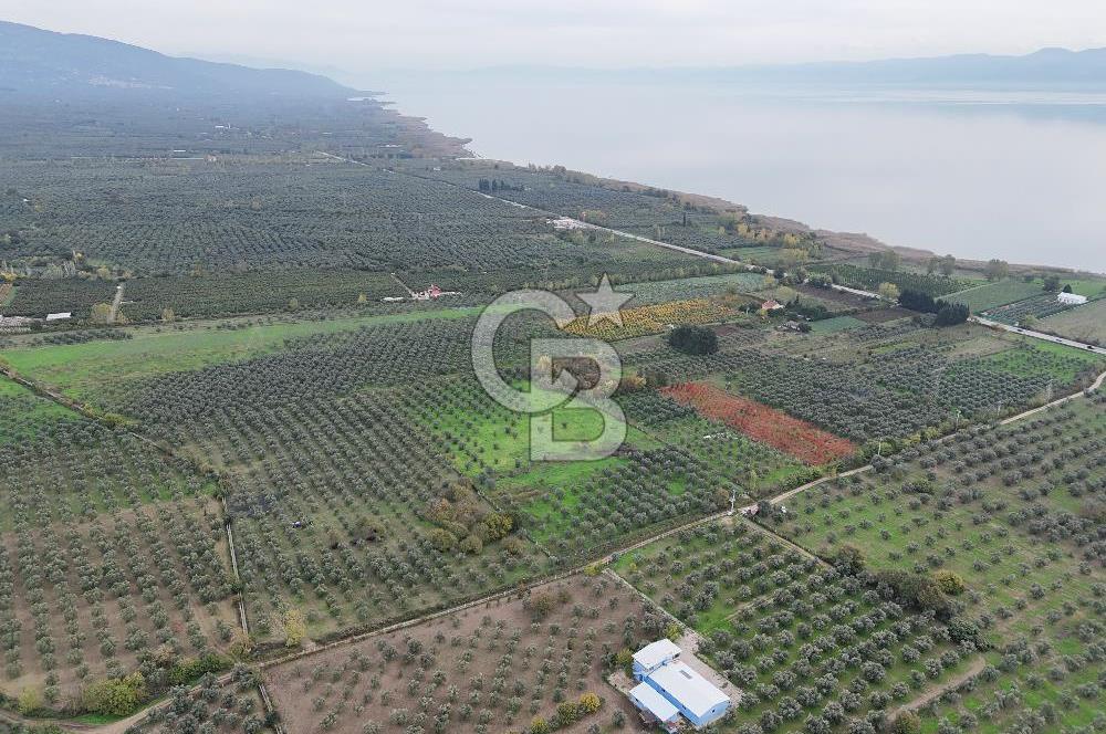 BURSA ORHANGAZİ ÜREĞİL'DE 20.221 M² SATILIK TARLA (ZEYTİNLİK) 