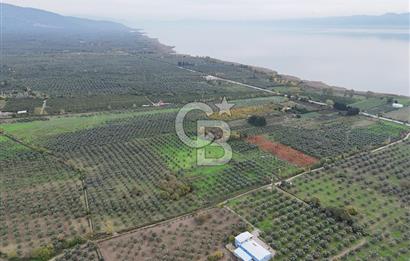 BURSA ORHANGAZİ ÜREĞİL'DE 20.221 M² SATILIK TARLA (ZEYTİNLİK) 