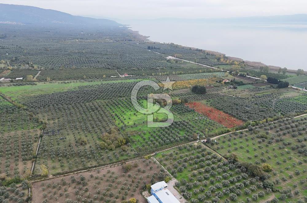 BURSA ORHANGAZİ ÜREĞİL'DE 20.221 M² SATILIK TARLA (ZEYTİNLİK) 