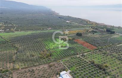 BURSA ORHANGAZİ ÜREĞİL'DE 20.221 M² SATILIK TARLA (ZEYTİNLİK) 