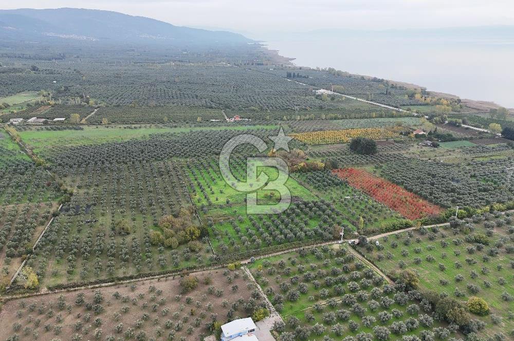 BURSA ORHANGAZİ ÜREĞİL'DE 20.221 M² SATILIK TARLA (ZEYTİNLİK) 