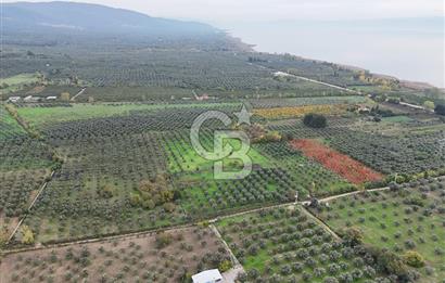 BURSA ORHANGAZİ ÜREĞİL'DE 20.221 M² SATILIK TARLA (ZEYTİNLİK) 