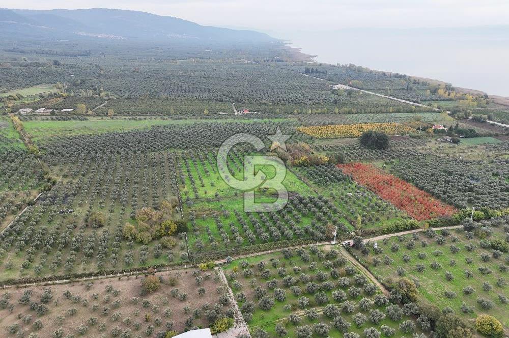 BURSA ORHANGAZİ ÜREĞİL'DE 20.221 M² SATILIK TARLA (ZEYTİNLİK) 